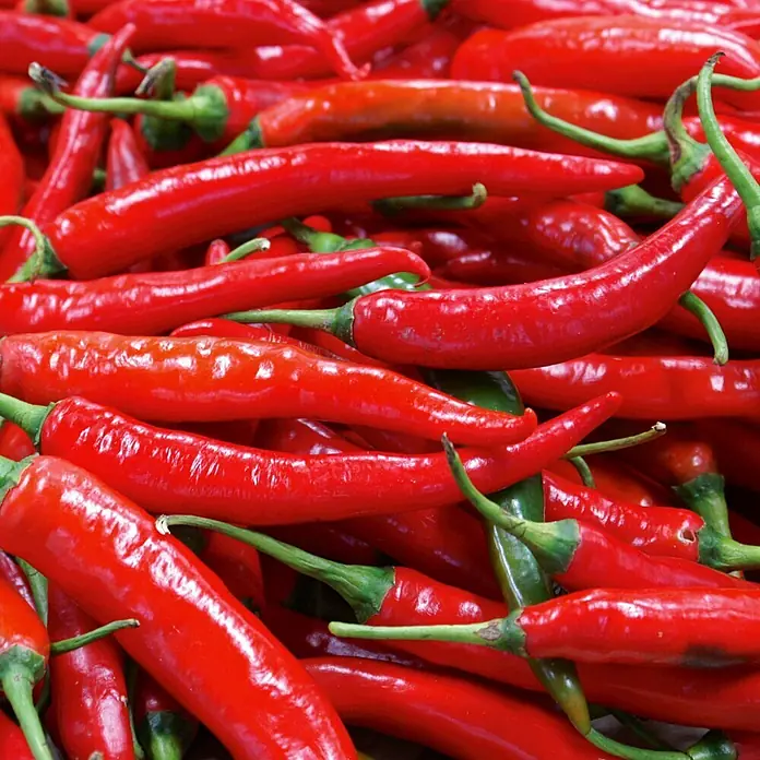 Deine Gartenwelt Chili Lombardo -  - Ein Haufen leuchtend roter Chilischoten mit grünen Stielen.