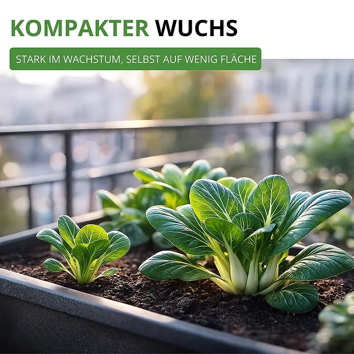 Deine Gartenwelt Pak Choi -  - Üppige grüne Pflanzen, vermutlich Pak Choi, kompakt in einem schwarzen Pflanzgefäß auf einem Balkon wachsend, Betonung auf starkem Wuchs auf wenig Fläche.