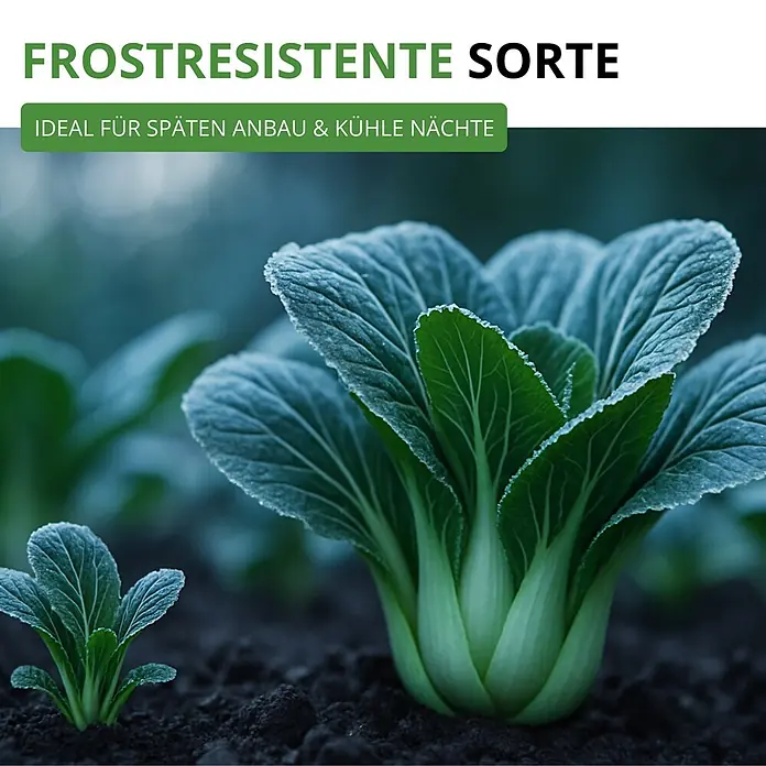 Deine Gartenwelt Pak Choi -  - Frostresistente Sorte grüner Blätter (Bok Choy), mit Reif bedeckt. Ideal für späten Anbau & kühle Nächte.