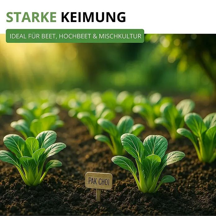 Deine Gartenwelt Pak Choi -  - Junge grüne Pflanzen in einem Beet mit Pak Choi Schild. Text: „Starke Keimung, Ideal für Beet, Hochbeet & Mischkultur.“