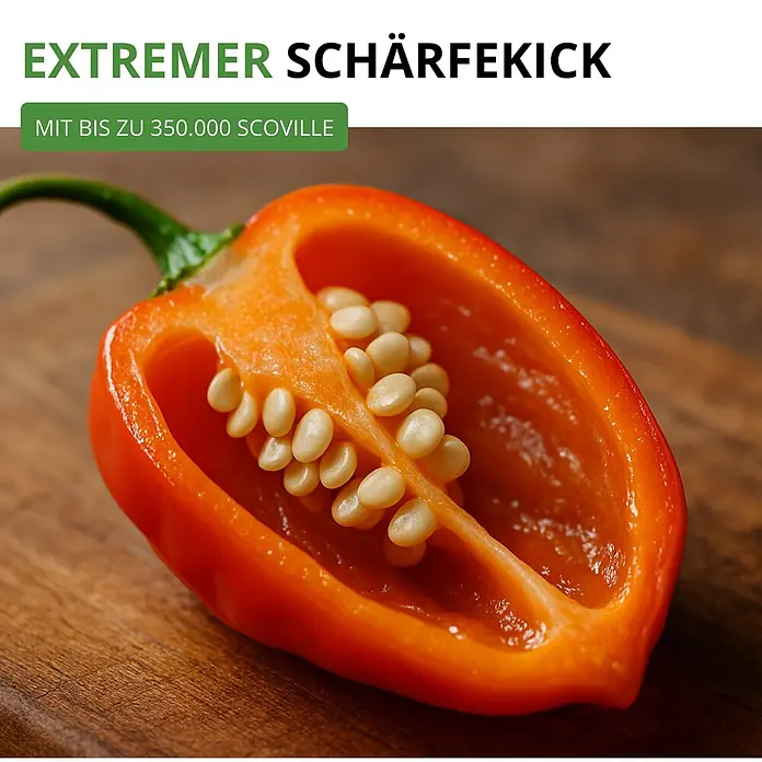Deine Gartenwelt Chilli Habanero Mix -  - Eine halbierte orange Habanero-Chili mit sichtbaren Samen, die ihre extreme Schärfe von bis zu 350.000 Scoville zeigt.