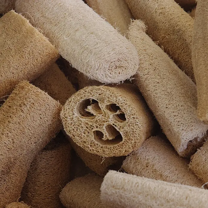 Deine Gartenwelt Schwammgurke Luffa -  - Natürliche, hellbraune Luffaschwämme, zylindrisch und faserig; einer angeschnitten, zeigt poröses Inneres zum Peeling.