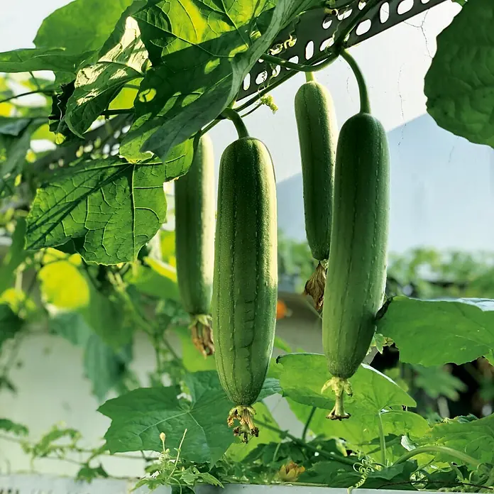 Deine Gartenwelt Schwammgurke Luffa -  - Mehrere längliche grüne Kürbisse, wahrscheinlich Luffa, hängen von einem Spalier inmitten leuchtend grüner Blätter.