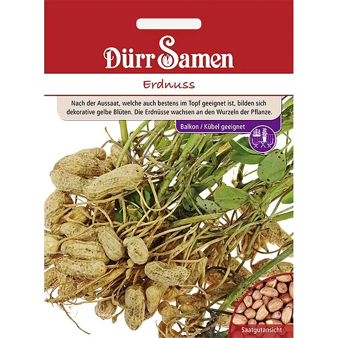 Dürr Samen Gemüsesamen Erdnuss - Arachis hypogaea, Erntezeit: Sortenabhängig - Dürr Samen Erdnusssamen-Packung, rot-weiß, zeigt Erdnüsse an Wurzeln und geschälte Samen. Für Töpfe geeignet.