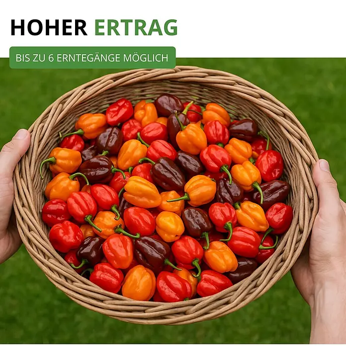Deine Gartenwelt Chilli Habanero Mix -  - Hände halten einen geflochtenen Korb voller roter, oranger und dunkelbrauner Habanero-Chilis, was auf eine reiche Ernte hindeutet.