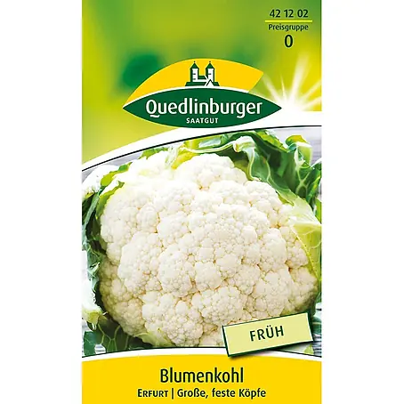 Quedlinburger SAATGUT Blumenkohl Erfurt
