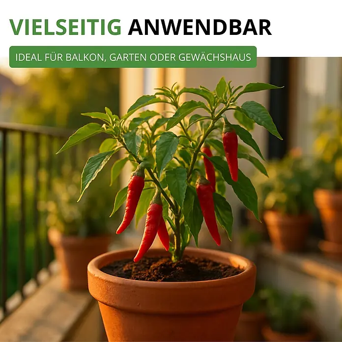 Deine Gartenwelt Chili De Cayenne -  - Topf-Chilipflanze mit leuchtend roten Schoten auf sonnigem Balkon, zeigt vielseitige Anbaumöglichkeiten.