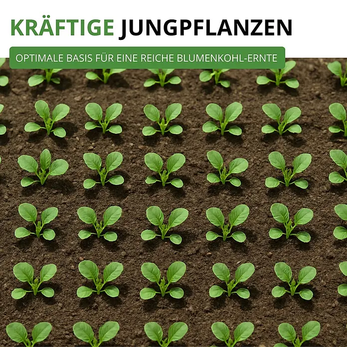 Deine Gartenwelt Blumenkohl Erfurt -  - Kräftige junge Blumenkohlpflanzen in Erde, bereit für eine reiche Ernte.