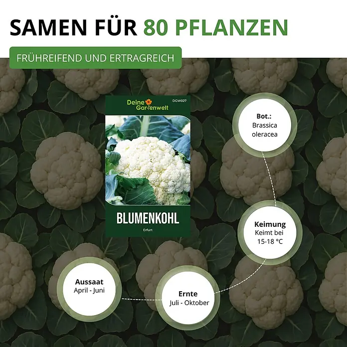Deine Gartenwelt Blumenkohl Erfurt -  - Blumenkohl-Samenpaket für 80 Pflanzen, frühreif und ertragreich, botanisch Brassica oleracea.