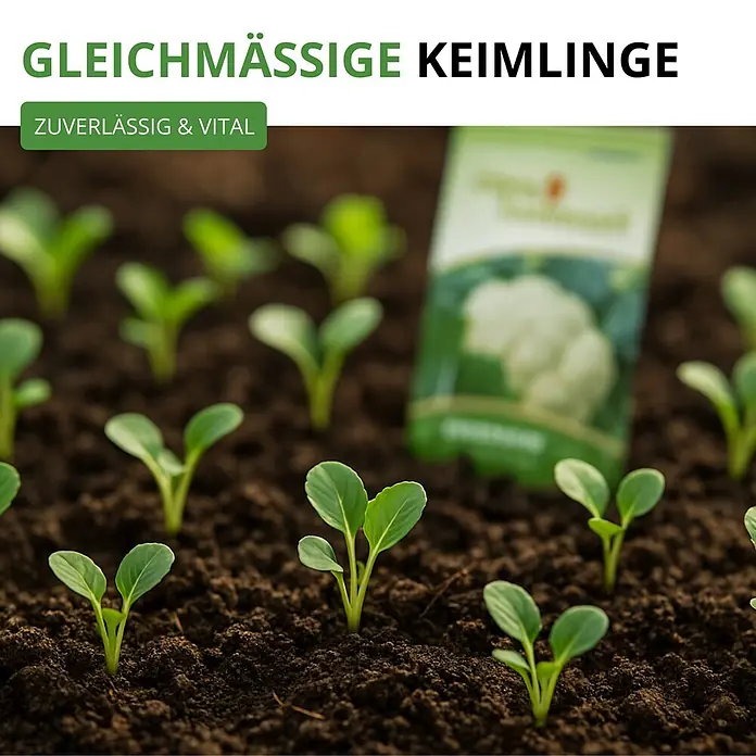 Deine Gartenwelt Blumenkohl Erfurt -  - Gesunde, gleichmäßige Keimlinge wachsen in der Erde, mit einer Blumenkohl-Samentüte im Hintergrund.