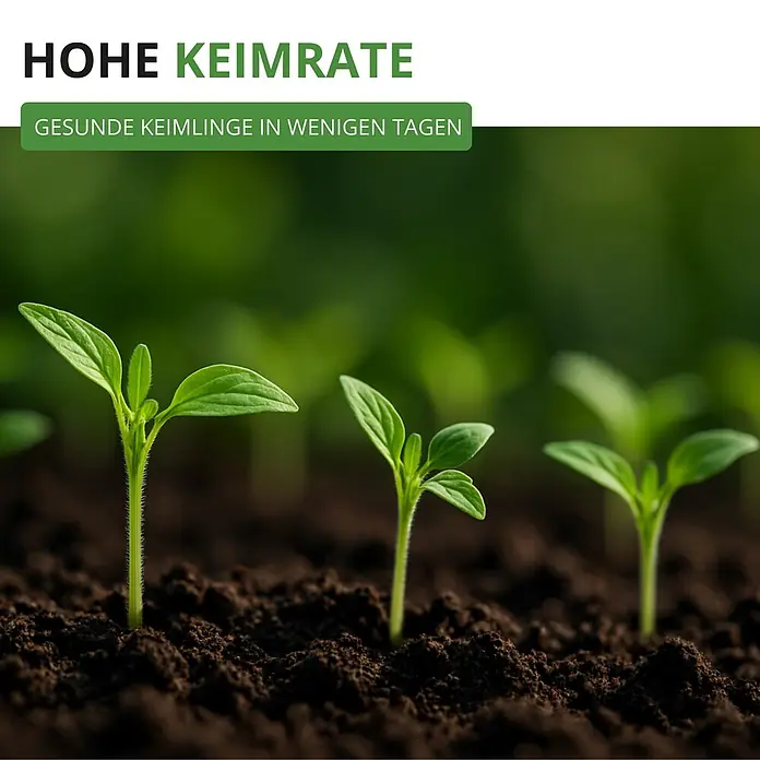 Deine Gartenwelt Flaschentomate San Marzano 2 -  - Gesunde grüne Keimlinge wachsen in dunkler Erde, was eine hohe Keimrate und schnelles Wachstum zeigt.