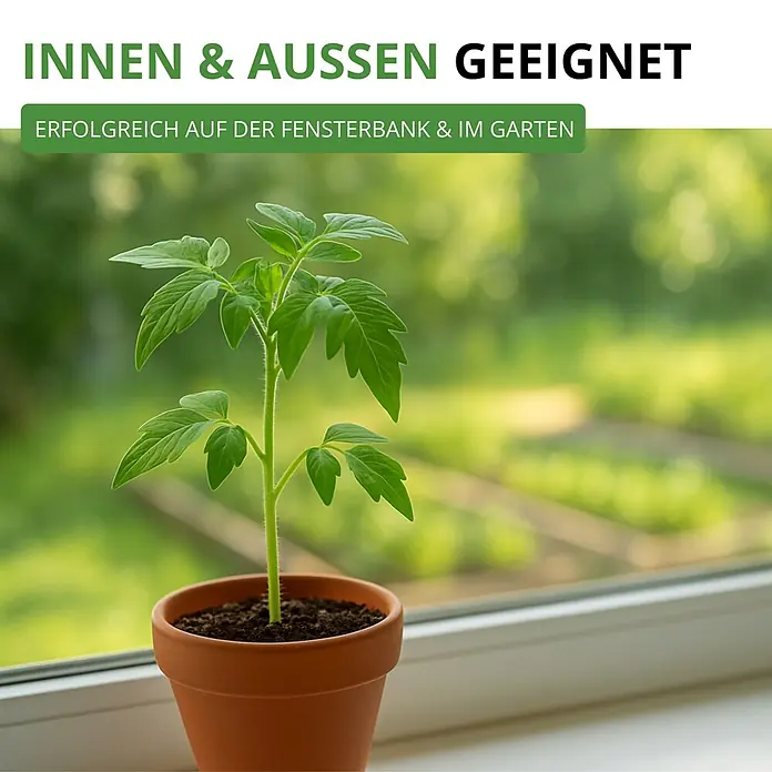 Deine Gartenwelt Flaschentomate San Marzano 2 -  - Kleine grüne Pflanze in einem Terrakottatopf auf der Fensterbank, mit Gartenblick, geeignet für drinnen und draußen.