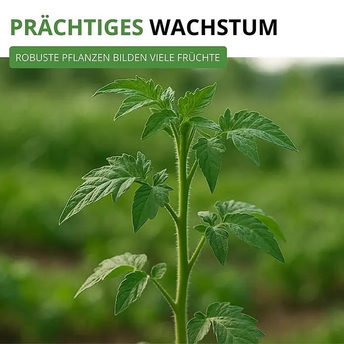 Deine Gartenwelt Flaschentomate San Marzano 2 -  - Eine gesunde, junge grüne Pflanze mit üppigen Blättern und kräftigem Stiel, die prächtiges Wachstum und viele Früchte verspricht.