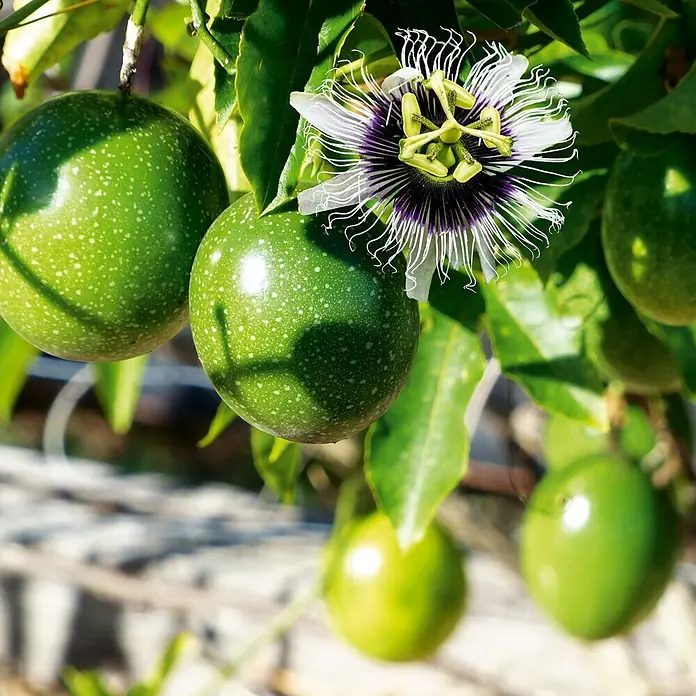 Deine Gartenwelt Passionsfrucht Maracuja -  - Unreife grüne Passionsfrüchte und eine leuchtende Passionsblume blühen an einer Ranke.