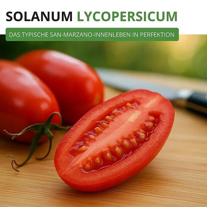 Deine Gartenwelt Flaschentomate San Marzano 2 -  - Eine halbierte San-Marzano-Tomate auf einem Holzbrett zeigt ihr perfektes, saftiges rotes Inneres mit Samen. Daneben ganze Tomaten.