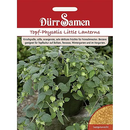 Dürr Samen  Obstsamen Physalis