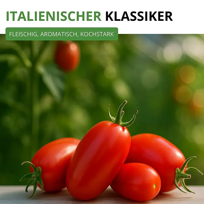 Deine Gartenwelt Flaschentomate San Marzano 2 -  - Frisch geerntete rote, längliche Tomaten, fleischig, aromatisch und kochstark.