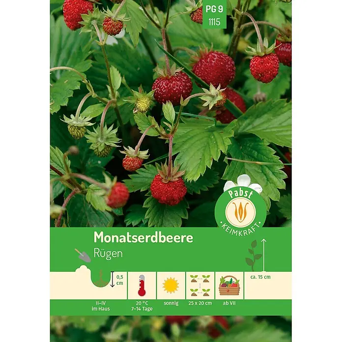 Pabst Keimkraft Obstsamen Monatserdbeere - Fragaria vesca var. hortensis, Erntezeit: Juli - Reife rote Monatserdbeeren an einer grünen Pflanze, mit Pflanz- und Pflegeinformationen.