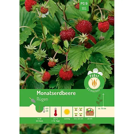 Pabst Keimkraft  Obstsamen Monatserdbeere