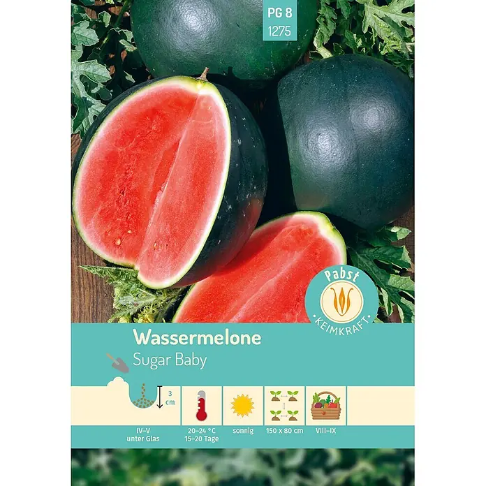 Pabst Keimkraft Obstsamen Wassermelone - Citrullus lanatus (Thunb.) Matsum. et Nakai, Erntezeit: Juli - Sugar Baby Wassermelonen, ganz und geschnitten, mit dunkelgrüner Schale und leuchtend rotem Fruchtfleisch, dazu Anbauinformationen.