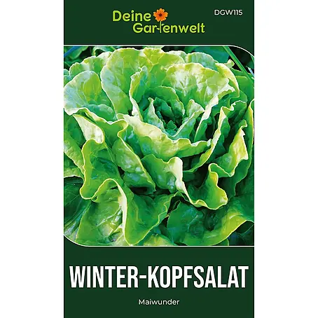 Deine Gartenwelt Winter-Kopfsalat Maiwunder