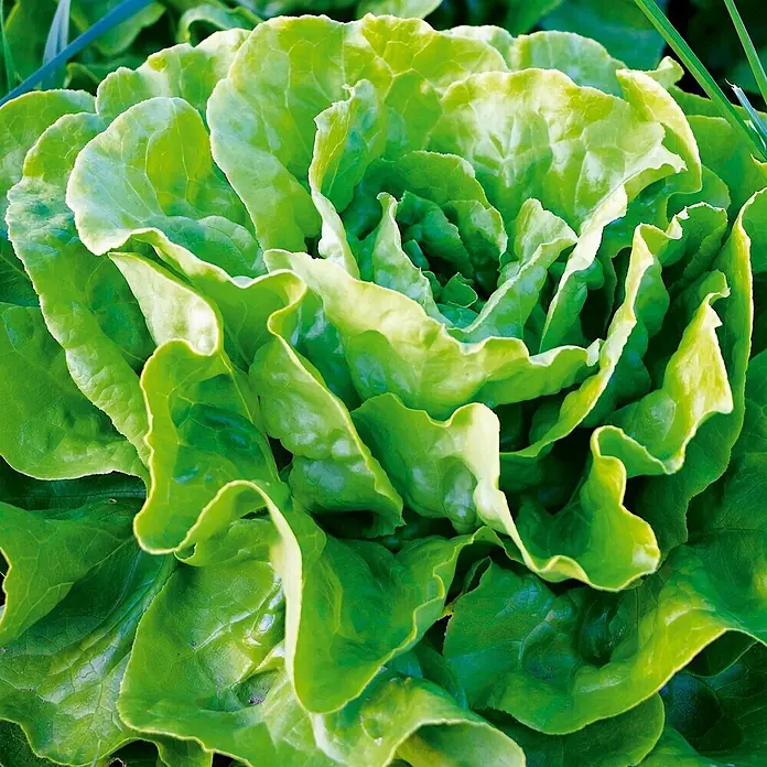 Deine Gartenwelt Winter-Kopfsalat Maiwunder -  - Frischer, leuchtend grüner Salatkopf mit weichen, gekrausten Blättern.