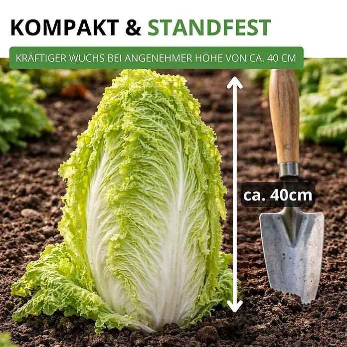 Deine Gartenwelt Zichoriensalat Zuckerhut -  - Großer, kompakter Chinakohl in Erde, ca. 40 cm hoch, neben einer Gartenschaufel.