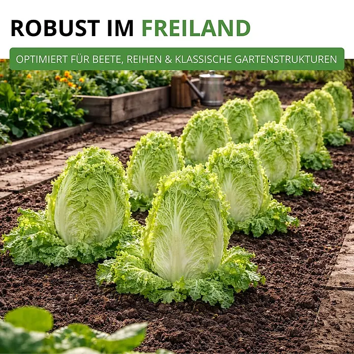 Deine Gartenwelt Zichoriensalat Zuckerhut -  - Reihen von hellgrünem Blattgemüse, vermutlich Chinakohl, robust wachsend in dunkler Gartenerde.