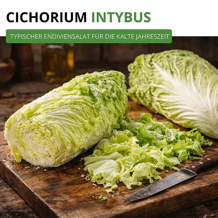 Deine Gartenwelt Zichoriensalat Zuckerhut -  - Zwei frische Chinakohlköpfe, einer geschnitten, mit gehackten Blättern und einem Messer auf rustikalem Holzschneidebrett.