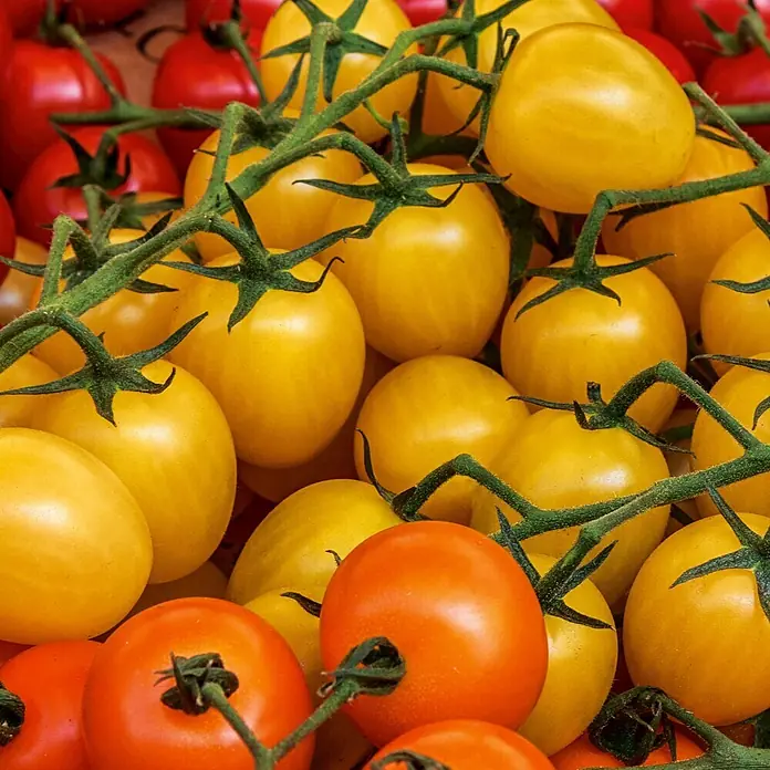 Deine Gartenwelt Balkontomate gelb Cereza Amarilla -  - Haufen frischer, bunter Kirschtomaten an der Rebe, darunter rot-orange und leuchtend gelbe Sorten.