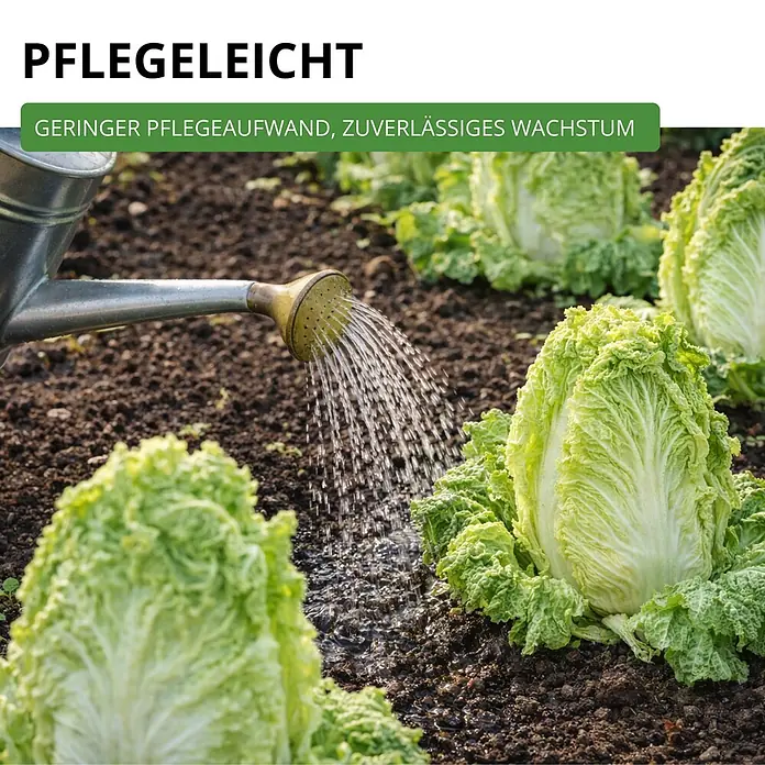 Deine Gartenwelt Zichoriensalat Zuckerhut -  - Silberne Gießkanne bewässert Reihen frischer grüner Kohlpflanzen im Garten.