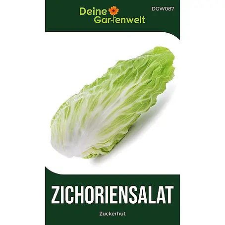 Deine Gartenwelt Zichoriensalat Zuckerhut