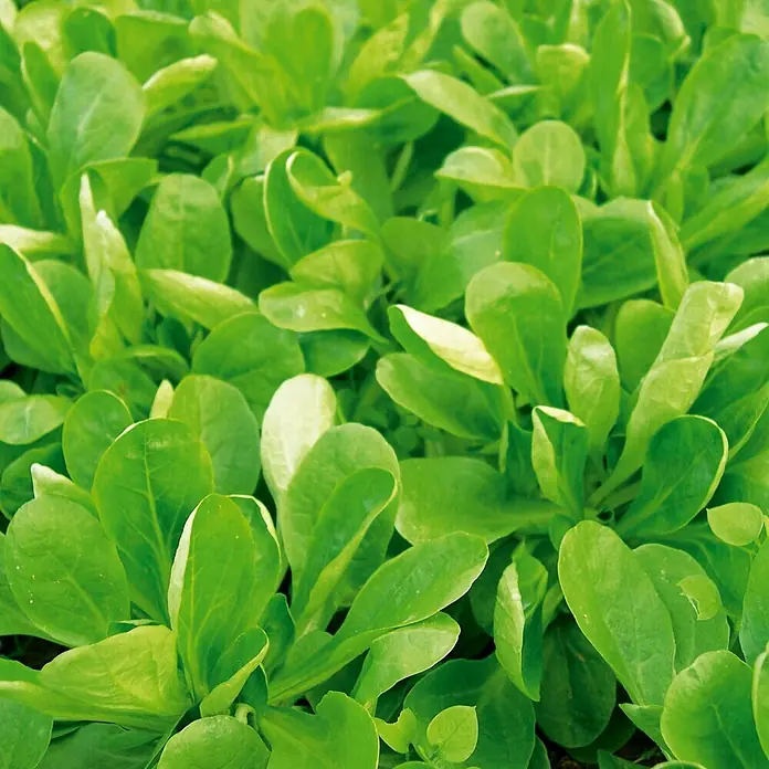 Deine Gartenwelt Feldsalat Volhart 3 -  - Leuchtend grüne Feldsalatblätter wachsen dicht beieinander.