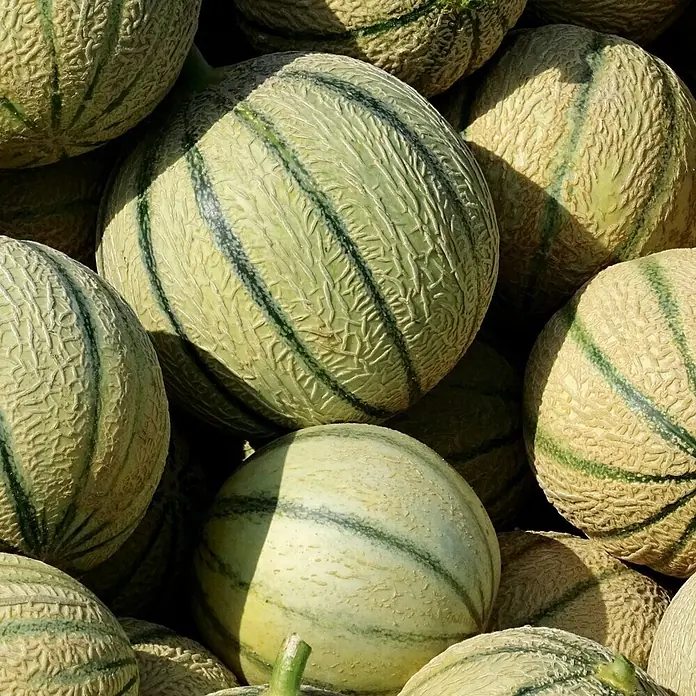 Deine Gartenwelt Zuckermelone Charentais -  - Ein Haufen hellgrüner Melonen mit dunkelgrünen Streifen und einer deutlichen netzartigen Hautstruktur.
