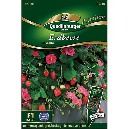 Quedlinburger SAATGUT  Obstsamen Erdbeere