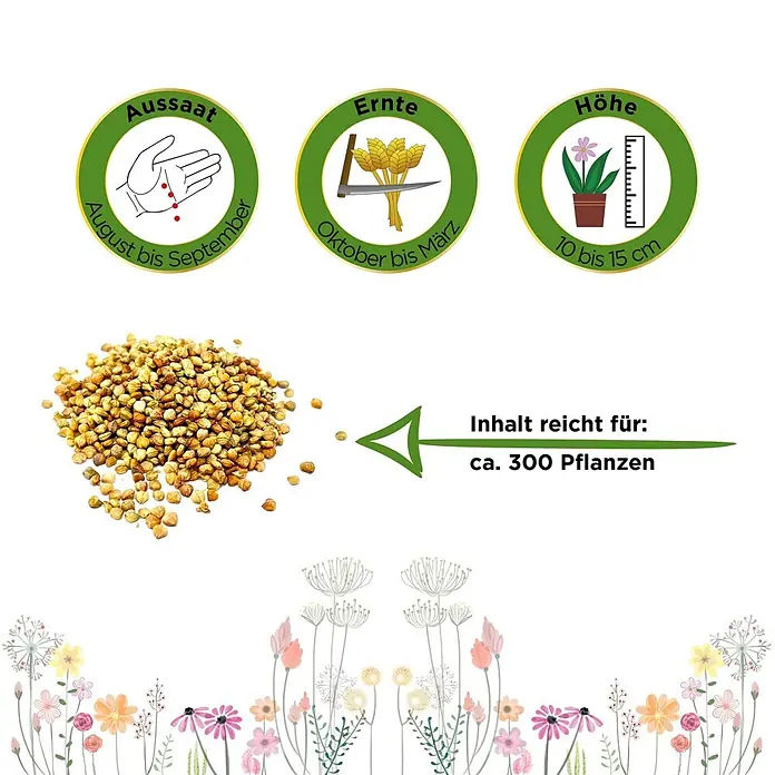 Deine Gartenwelt Feldsalat Volhart 3 -  - Sameninformationen: Aussaat Aug-Sep, Ernte Okt-Mär, Höhe 10-15cm, reicht für ca. 300 Pflanzen.