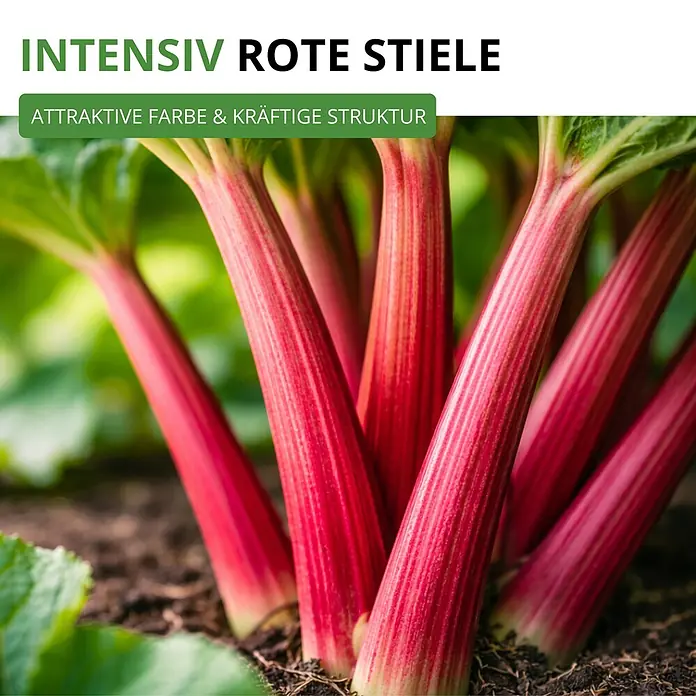 Deine Gartenwelt Rhabarber rot -  - Intensive rote Rhabarberstiele mit ansprechender Farbe und kräftiger Struktur, im Boden wachsend.