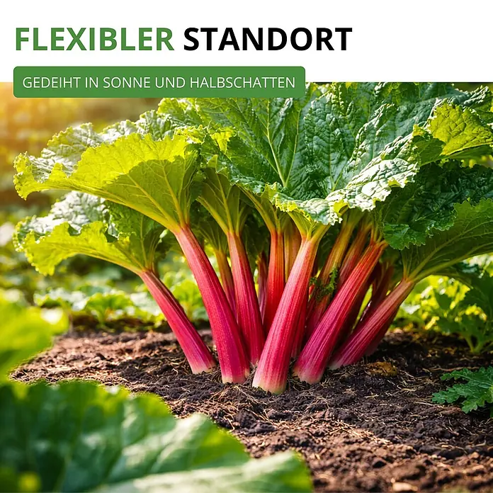 Deine Gartenwelt Rhabarber rot -  - Gesunde Rhabarberpflanze mit leuchtend roten Stielen und großen grünen Blättern im Boden. Gedeiht in Sonne und Halbschatten.
