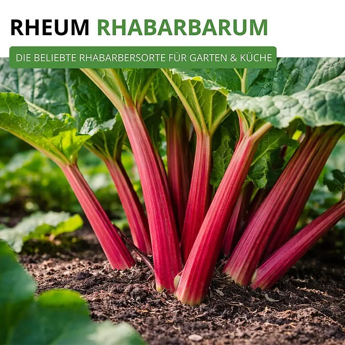Deine Gartenwelt Rhabarber rot -  - Eine kräftige Rhabarberpflanze mit dicken roten Stielen und großen grünen Blättern in dunkler Erde.
