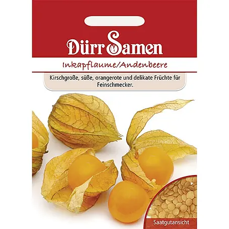 Dürr Samen  Obstsamen Inkapflaume