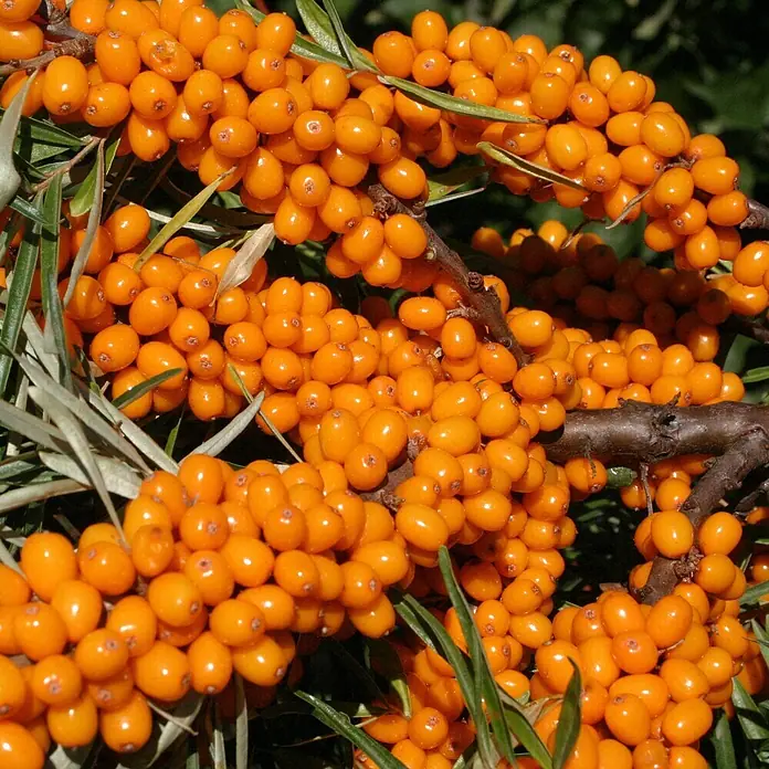 Deine Gartenwelt Obstsamen Sanddorn - Hippophae rhamnoides, Erntezeit: April - Leuchtend orange Sanddornbeeren dicht an Ästen zwischen grünen Blättern.