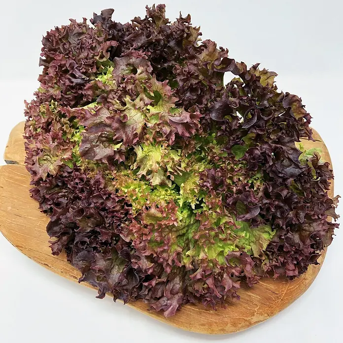 Deine Gartenwelt Pflücksalat Lollo rossa -  - Roter Eichblattsalat mit gekräuselten rot-grünen Blättern auf einem hellbraunen Holzbrett.