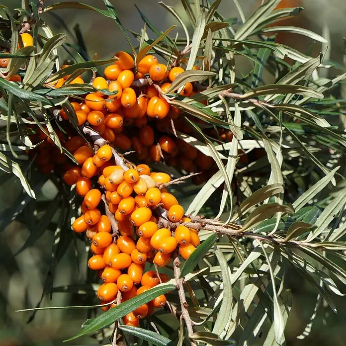 Deine Gartenwelt Obstsamen Sanddorn - Hippophae rhamnoides, Erntezeit: April - Leuchtend orange Sanddornbeeren reifen dicht gedrängt an einem grünen, belaubten Ast.