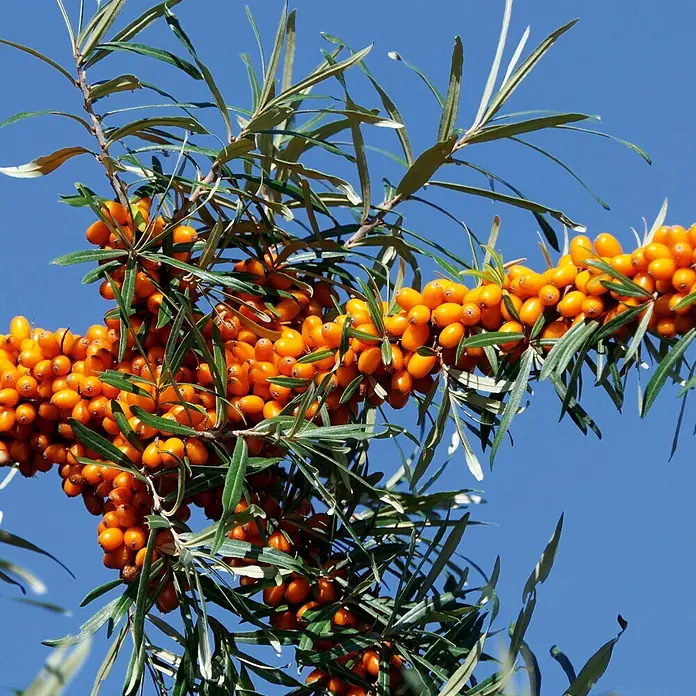 Deine Gartenwelt Obstsamen Sanddorn - Hippophae rhamnoides, Erntezeit: April - Leuchtend orange Sanddornbeeren dicht an einem Ast mit grünen Blättern vor blauem Himmel.