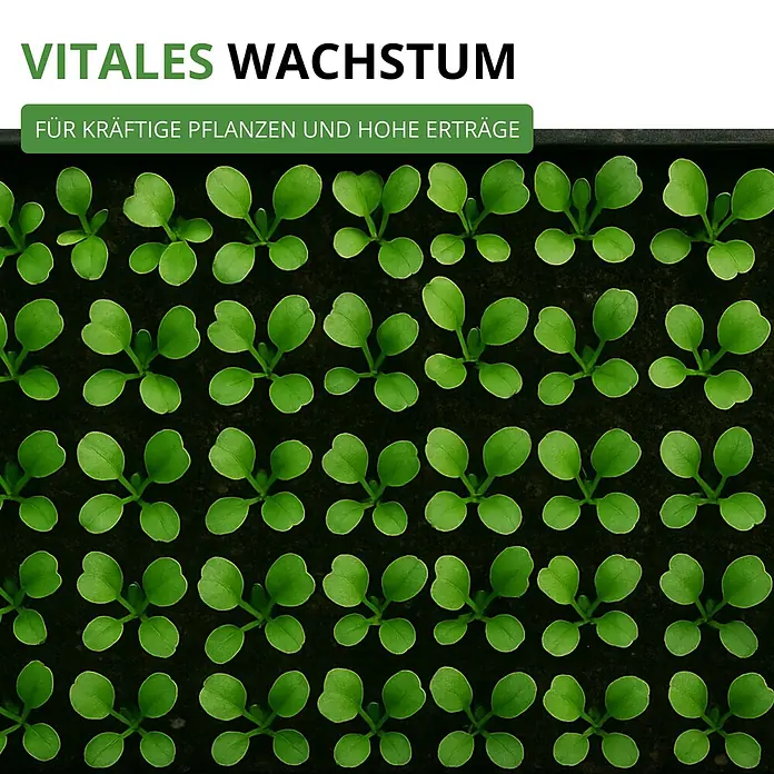 Deine Gartenwelt Salatrauke -  - Gesunde, junge grüne Pflanzen in dunkler Erde, die vitales Wachstum und kräftige Pflanzen darstellen.