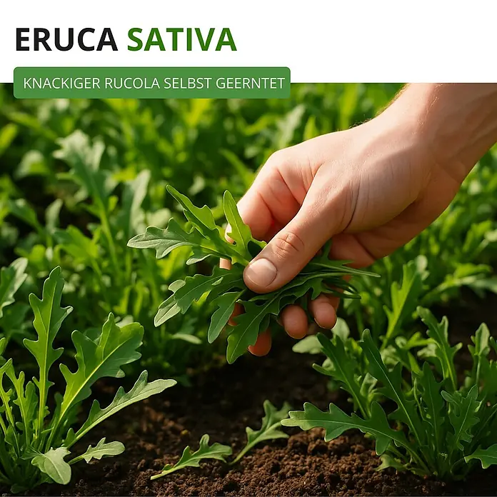Deine Gartenwelt Salatrauke -  - Hand erntet frischen grünen Rucola (Eruca sativa) aus dem Garten.