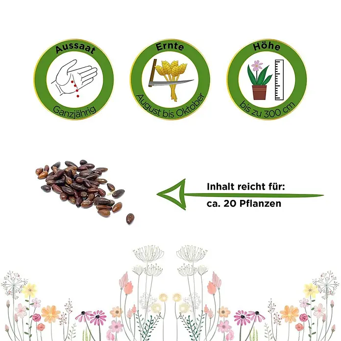 Deine Gartenwelt Obstsamen Sanddorn - Hippophae rhamnoides, Erntezeit: April - Braune Samen mit Piktogrammen für Aussaat (ganzjährig), Ernte (Aug-Okt), Wuchshöhe (bis 300cm). Inhalt reicht für ca. 20 Pflanzen.
