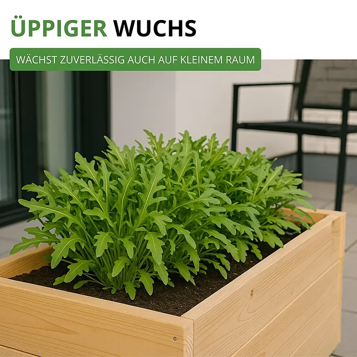 Deine Gartenwelt Salatrauke -  - Holz-Pflanzkasten mit üppigem Rucola in einem Außenbereich.