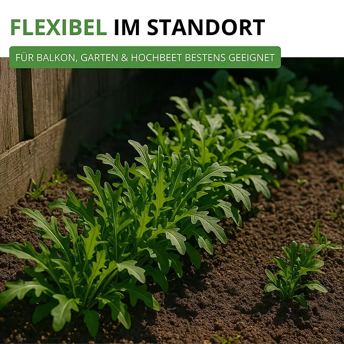 Deine Gartenwelt Salatrauke -  - Grüne Rucola-Pflanzen im Gartenbeet, mit Text: „Flexibel im Standort. Bestens geeignet für Balkon, Garten & Hochbeet.“