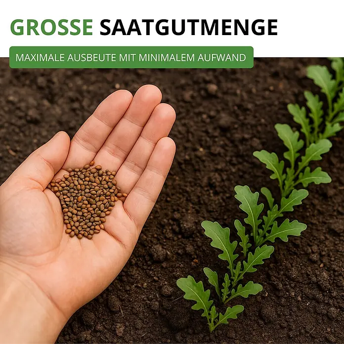 Deine Gartenwelt Salatrauke -  - Hand hält eine Menge brauner Samen über dunkler Erde mit jungen grünen Pflanzen.